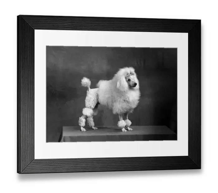 Framed Print : FALL  /  MINI POODLE  /  FIRCOT