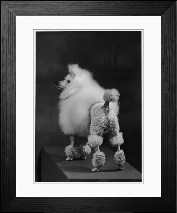 Framed Print : FALL / MINI POODLE / ARDIAN Framed Print : FALL / MINI POODLE / ARDIAN
