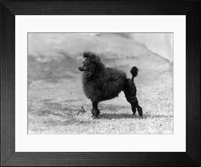 Framed Print : FALL / MINI POODLE / SUCHETT Framed Print : FALL / MINI POODLE / SUCHETT