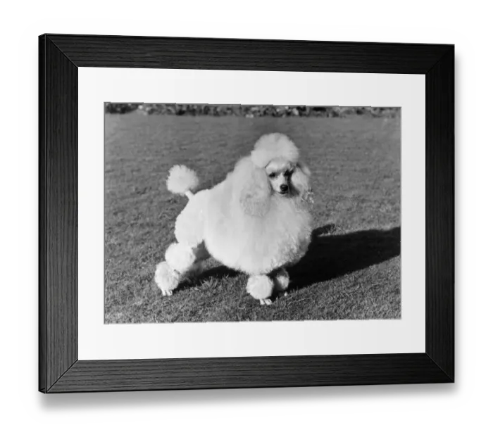 Framed Print : FALL / MINI POODLE / PIECE 8 Framed Print : FALL / MINI POODLE / PIECE 8