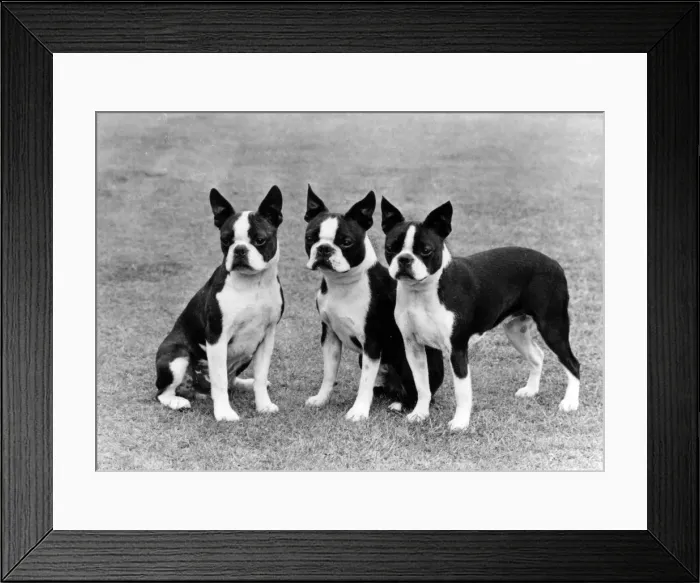 Framed Print : FALL / BOSTON / C OF ESSEX Framed Print : FALL / BOSTON / C OF ESSEX