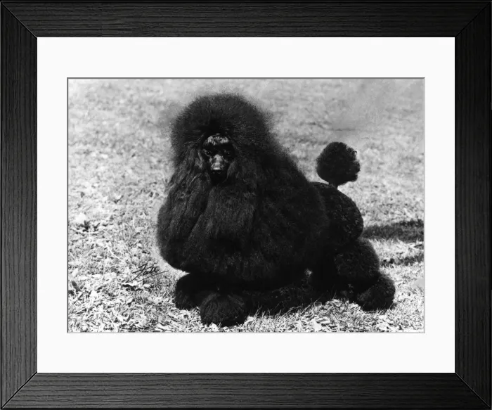Framed Print : FALL / MINI POODLE / ROMAR Framed Print : FALL / MINI POODLE / ROMAR