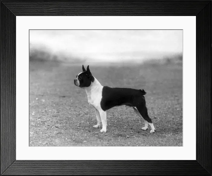 Framed Print : FALL / BOSTON / CAESAR Framed Print : FALL / BOSTON / CAESAR