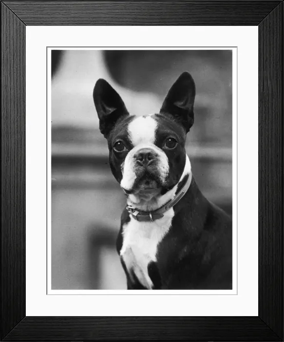 Framed Print : Fall - Boston - Lindy Framed Print : Fall - Boston - Lindy