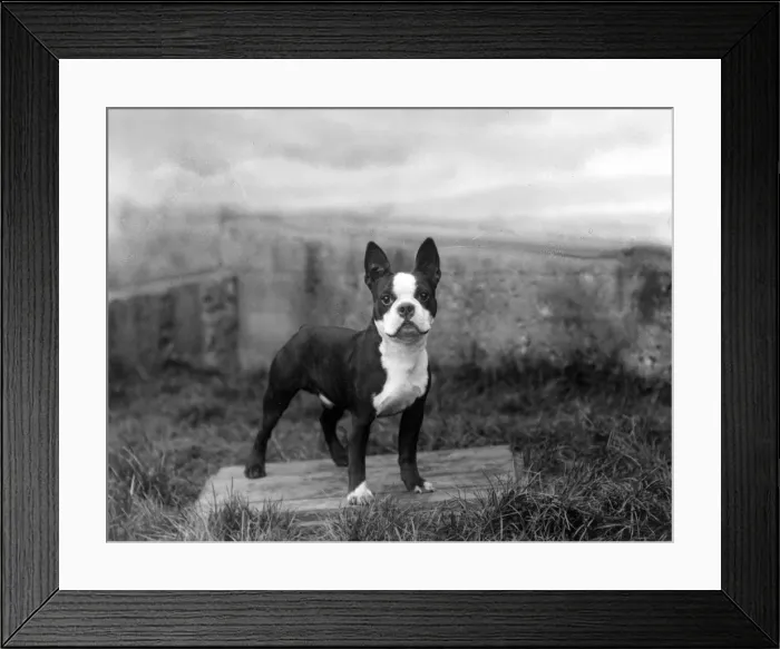 Framed Print : FALL / BOSTON / STEEL BLADE Framed Print : FALL / BOSTON / STEEL BLADE