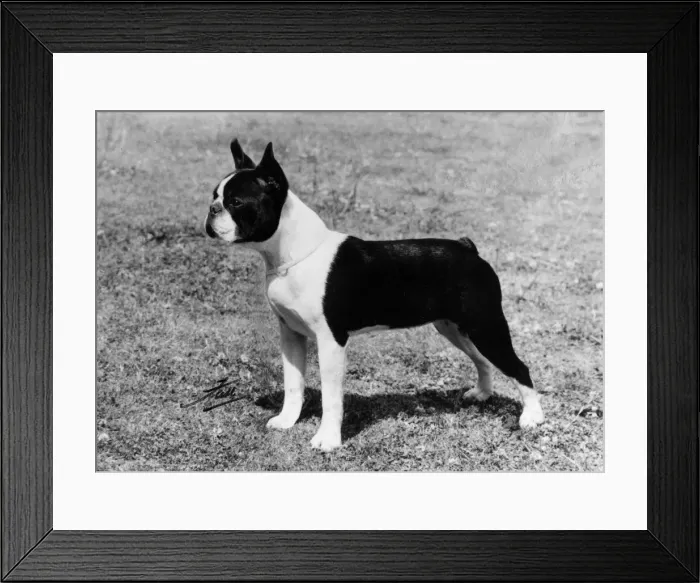 Framed Print : FALL / BOSTON / PARLOUR MAID Framed Print : FALL / BOSTON / PARLOUR MAID