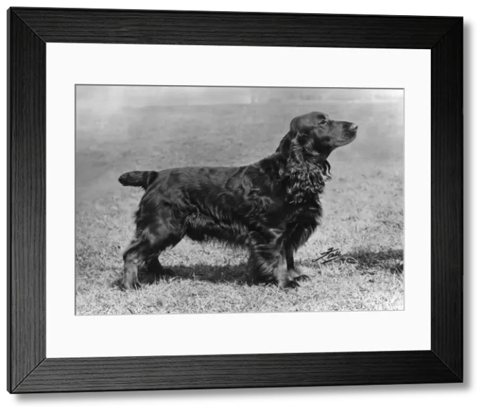Framed Print : Adam of Elmbury - Field Spaniel - Fall Photograph Framed Print : Adam of Elmbury - Field Spaniel - Fall Photograph