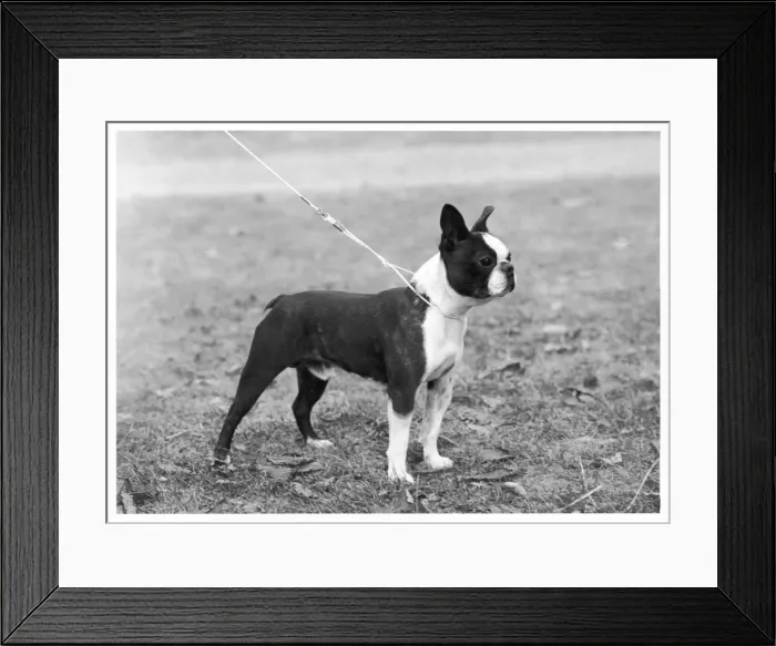 Framed Print : FALL / BOSTON / ACES ACE Framed Print : FALL / BOSTON / ACES ACE