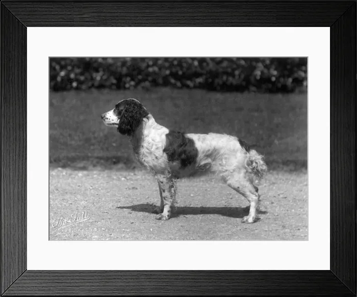 Framed Print : FALL / FIELD SPANIEL Framed Print : FALL / FIELD SPANIEL