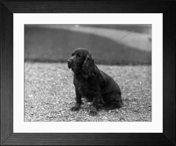 Framed Print : FALL / FIELD SPANIEL / 1930 Framed Print : FALL / FIELD SPANIEL / 1930