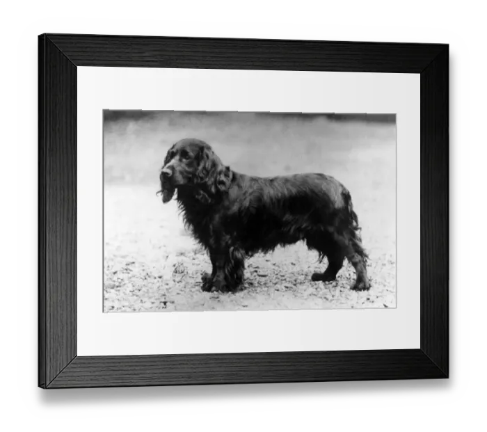 Framed Print : FALL / FIELD SPANIEL / 1936 Framed Print : FALL / FIELD SPANIEL / 1936
