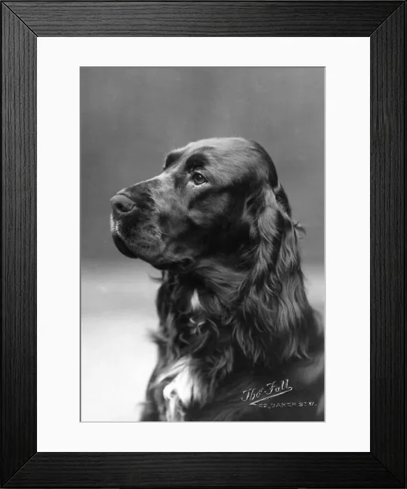 Framed Print : FALL / FIELD SPANIEL / 1928 Framed Print : FALL / FIELD SPANIEL / 1928