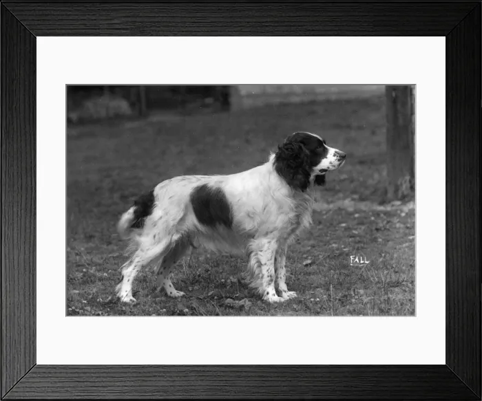 Framed Print : FALL / FIELD SPANIEL / 1931 Framed Print : FALL / FIELD SPANIEL / 1931