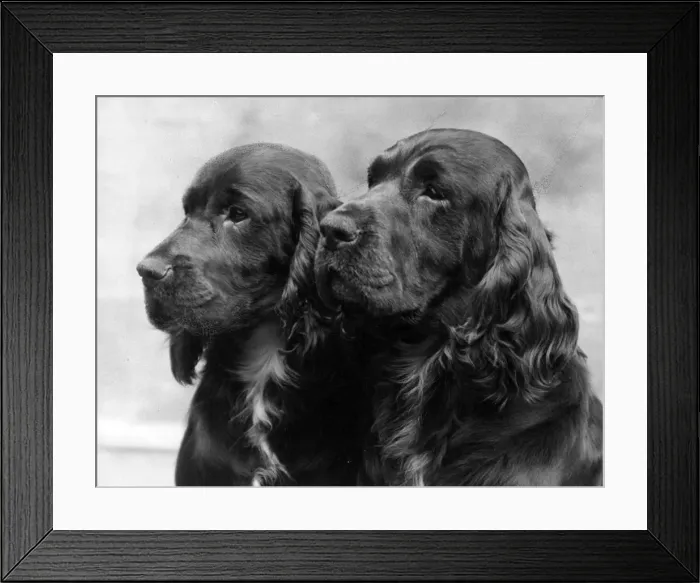 Framed Print : FALL / FIELD SPANIEL / 1938 Framed Print : FALL / FIELD SPANIEL / 1938