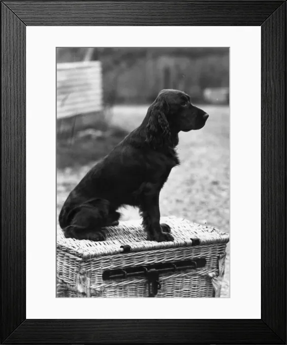 Framed Print : Merryjest of Westwind - Field Spaniel Framed Print : Merryjest of Westwind - Field Spaniel