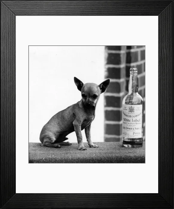Framed Print : FALL / CHIHUAHUA / BOTTLE Framed Print : FALL / CHIHUAHUA / BOTTLE