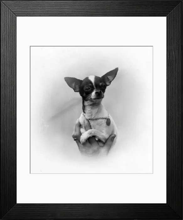 Framed Print : FALL / CHIHAUHAU / IN A HAND Framed Print : FALL / CHIHAUHAU / IN A HAND