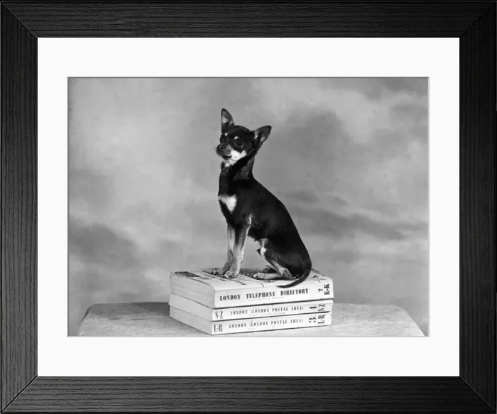 Framed Print : FALL / CHIHUAHUA ON BOOKS Framed Print : FALL / CHIHUAHUA ON BOOKS