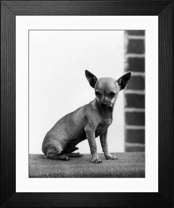 Framed Print : FALL / CHIHUAHUA GRINGO Framed Print : FALL / CHIHUAHUA GRINGO