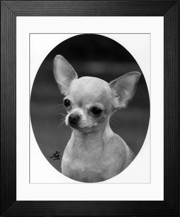 Framed Print : FALL / CHIHAUHAU / LEONORA Framed Print : FALL / CHIHAUHAU / LEONORA