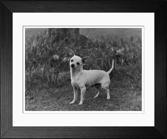 Framed Print : FALL / CHIHUAHUA LE VISTA Framed Print : FALL / CHIHUAHUA LE VISTA