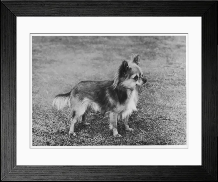 Framed Print : FALL / CHIHUAHUA / WOLF CUB Framed Print : FALL / CHIHUAHUA / WOLF CUB
