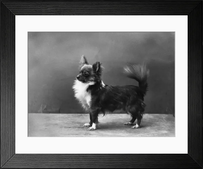 Framed Print : FALL / CHIHUAHUA / TAFFY BOY Framed Print : FALL / CHIHUAHUA / TAFFY BOY