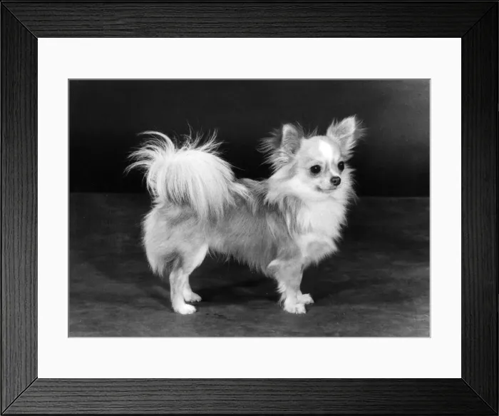Framed Print : FALL / CHIHUAHUA / ADASTRO Framed Print : FALL / CHIHUAHUA / ADASTRO