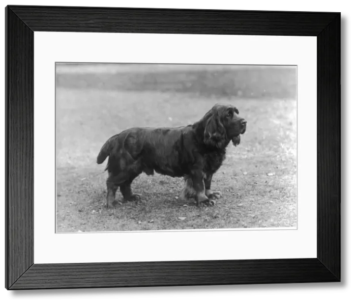 Framed Print : FALL / SUSSEX SPANIEL / 1933 Framed Print : FALL / SUSSEX SPANIEL / 1933