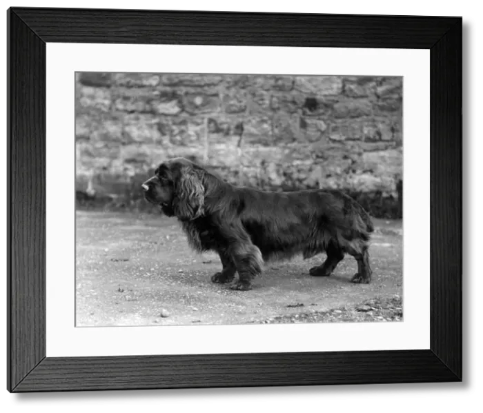 Framed Print : FALL / SUSSEX SPANIEL / 1938 Framed Print : FALL / SUSSEX SPANIEL / 1938