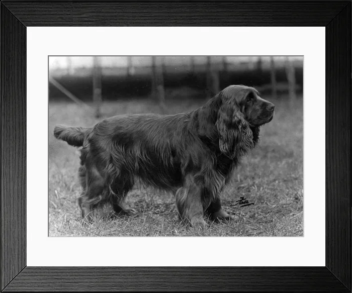 Framed Print : FALL / SUSSEX SPANIEL / 1953 Framed Print : FALL / SUSSEX SPANIEL / 1953