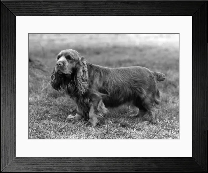 Framed Print : FALL / SUSSEX SPANIEL / 1958 Framed Print : FALL / SUSSEX SPANIEL / 1958