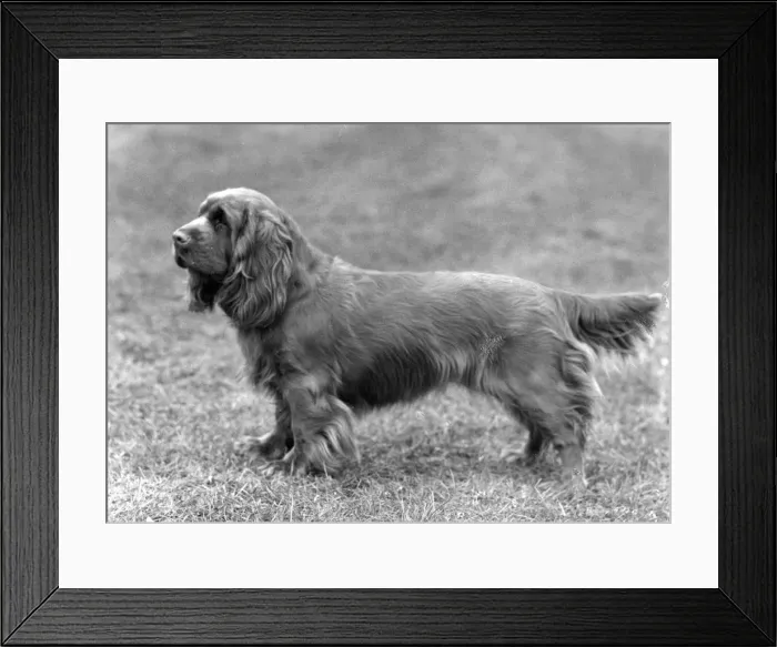 Framed Print : FALL / SUSSEX SPANIEL / 1961 Framed Print : FALL / SUSSEX SPANIEL / 1961