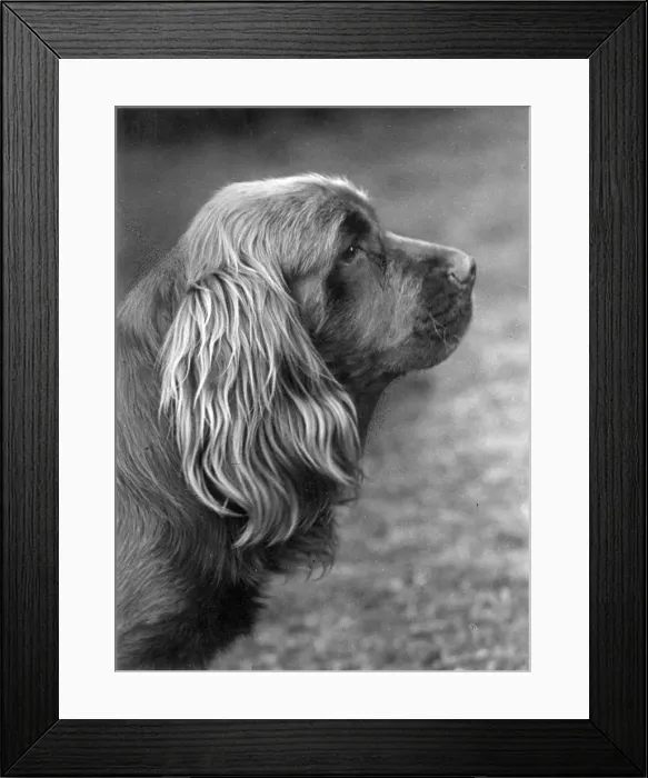 Framed Print : FALL / SUSSEX SPANIEL / 1955 Framed Print : FALL / SUSSEX SPANIEL / 1955