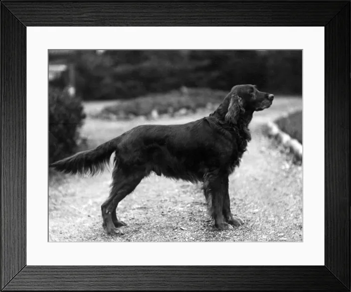 Framed Print : FALL / IRISH SETTER / 1929 Framed Print : FALL / IRISH SETTER / 1929