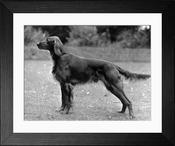 Framed Print : FALL / IRISH SETTER / 1936 Framed Print : FALL / IRISH SETTER / 1936