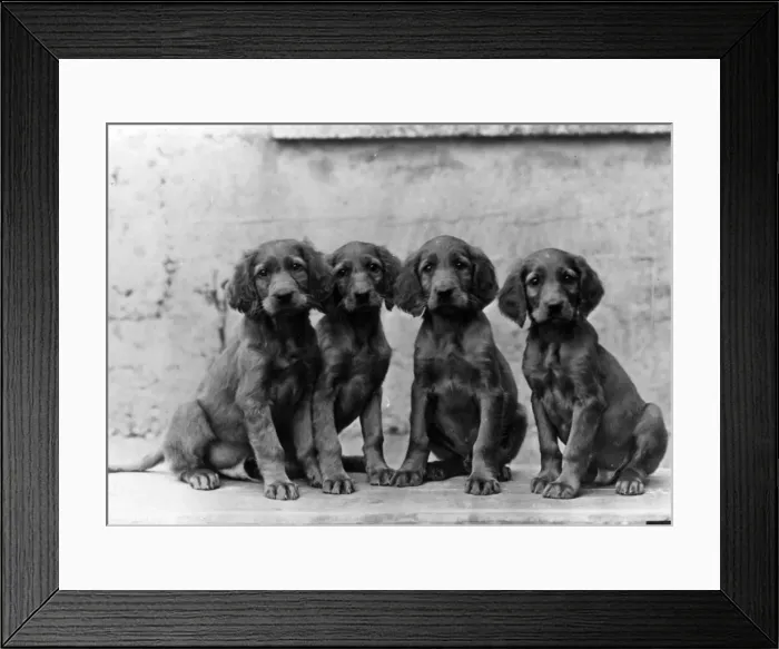 Framed Print : FALL / IRISH SETTER / PUPPY Framed Print : FALL / IRISH SETTER / PUPPY