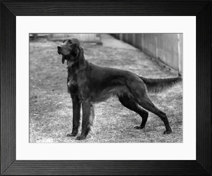Framed Print : FALL / IRISH SETTER / 1952 Framed Print : FALL / IRISH SETTER / 1952