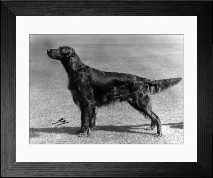 Framed Print : FALL / IRISH SETTER / 1967 Framed Print : FALL / IRISH SETTER / 1967