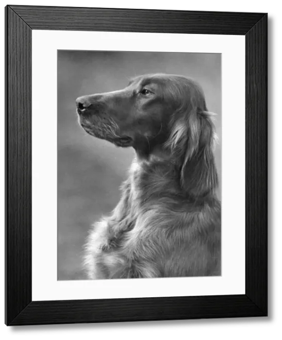 Framed Print : FALL / IRISH SETTER / 1948 Framed Print : FALL / IRISH SETTER / 1948