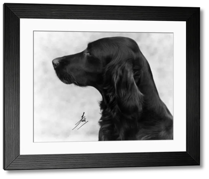 Framed Print : FALL / IRISH SETTER / 1931 Framed Print : FALL / IRISH SETTER / 1931