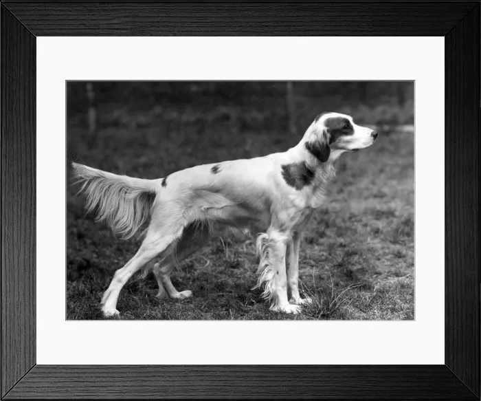 Framed Print : FALL / IRISH SETTER / 1946 Framed Print : FALL / IRISH SETTER / 1946