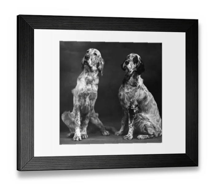 Framed Print : FALL / ENGLISH SETTER / PAIR Framed Print : FALL / ENGLISH SETTER / PAIR