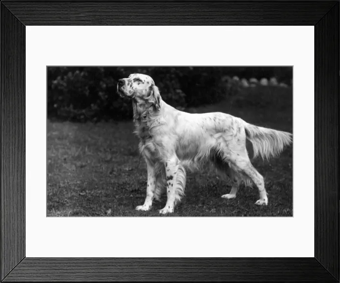 Framed Print : FALL / ENGLISH SETTER / 1928 Framed Print : FALL / ENGLISH SETTER / 1928