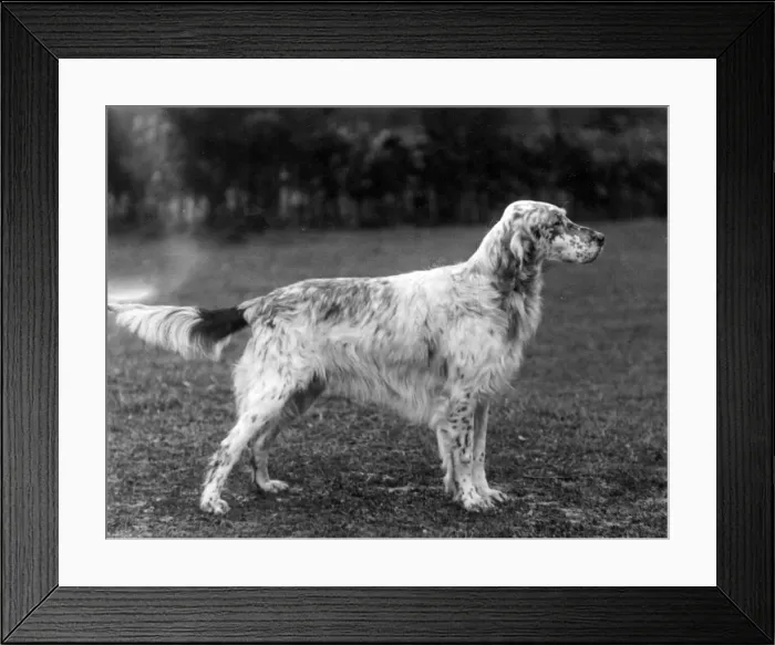 Framed Print : FALL / ENGLISH SETTER / 1933 Framed Print : FALL / ENGLISH SETTER / 1933