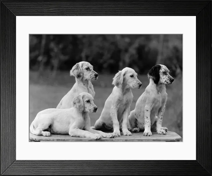 Framed Print : FALL / ENGLISH SETTER / PUPS Framed Print : FALL / ENGLISH SETTER / PUPS
