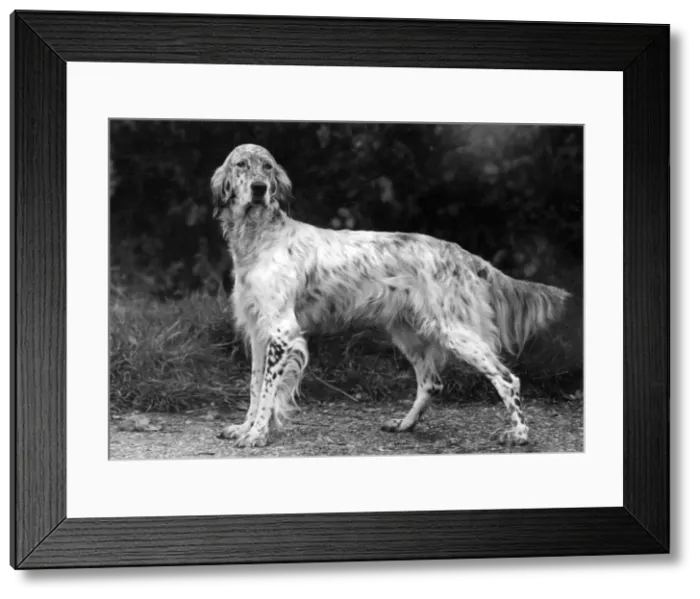 Framed Print : FALL / ENGLISH SETTER / 1938 Framed Print : FALL / ENGLISH SETTER / 1938
