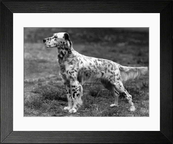 Framed Print : FALL / ENGLISH SETTER / 1946 Framed Print : FALL / ENGLISH SETTER / 1946