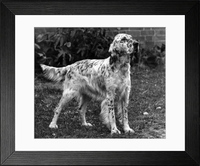 Framed Print : FALL / ENGLISH SETTER / 1953 Framed Print : FALL / ENGLISH SETTER / 1953