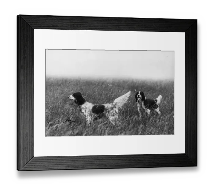 Framed Print : FALL / ENGLISH SETTER / 1936 Framed Print : FALL / ENGLISH SETTER / 1936